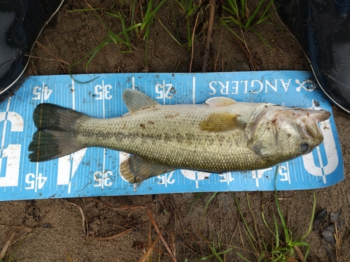 ラージマウスバスの釣果