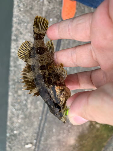 タケノコメバルの釣果