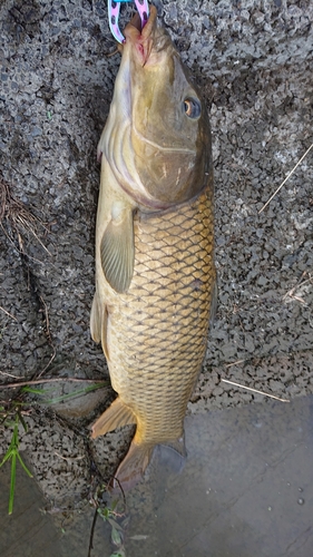 コイの釣果