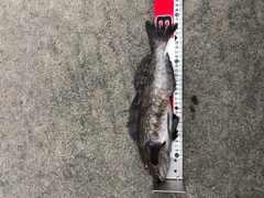 アイナメの釣果