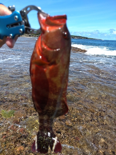 ニジハタの釣果