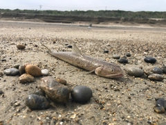 エソの釣果