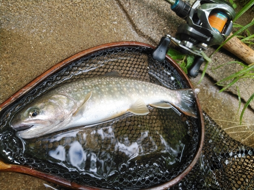 イワナの釣果