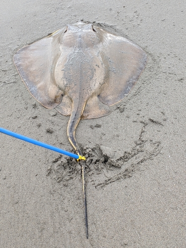 アカエイの釣果