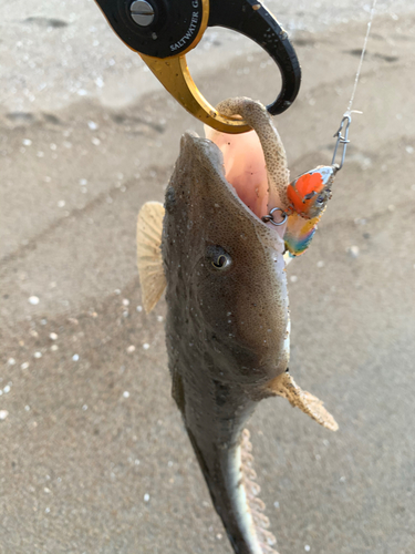 マゴチの釣果