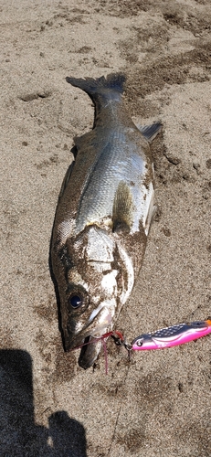 フッコ（マルスズキ）の釣果