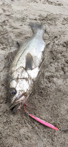 フッコ（マルスズキ）の釣果