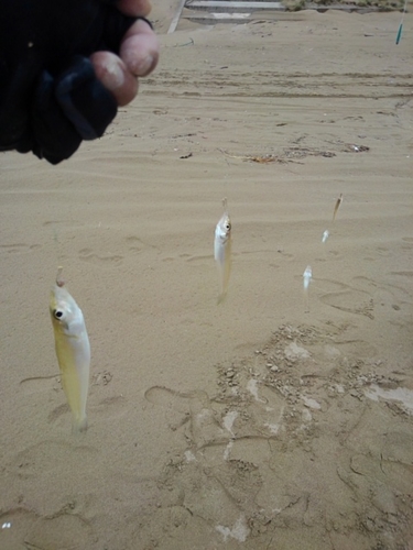 シロギスの釣果