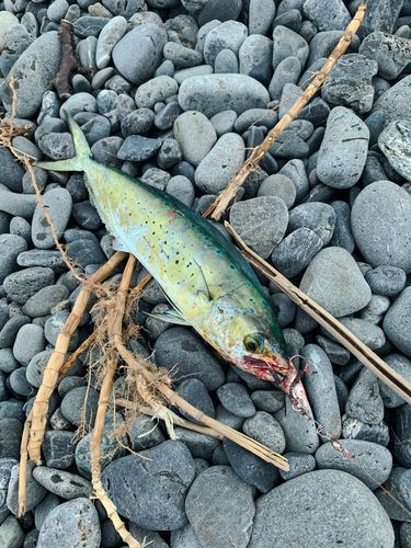シイラの釣果