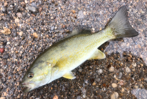 スモールマウスバスの釣果