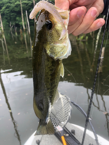 ラージマウスバスの釣果