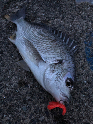 キビレの釣果