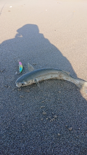 ボラの釣果