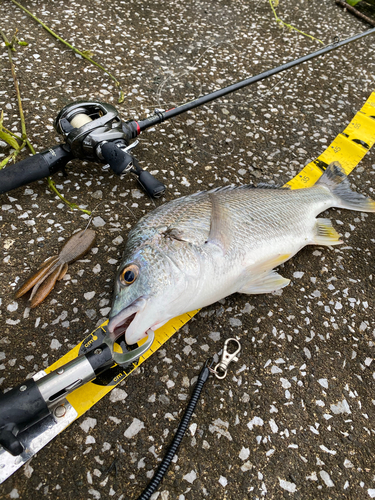 チヌの釣果