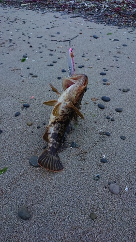 タケノコメバルの釣果