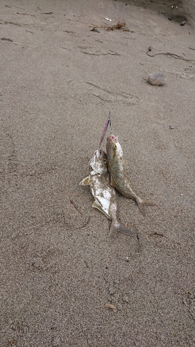 ショゴの釣果