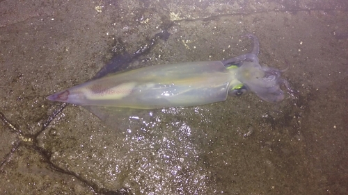 マイカの釣果