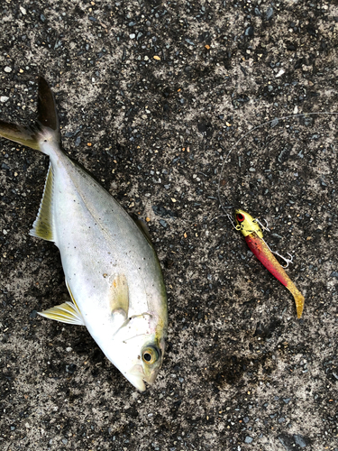 ショゴの釣果