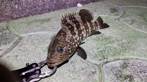 ヤイトハタの釣果