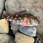 タケノコメバル