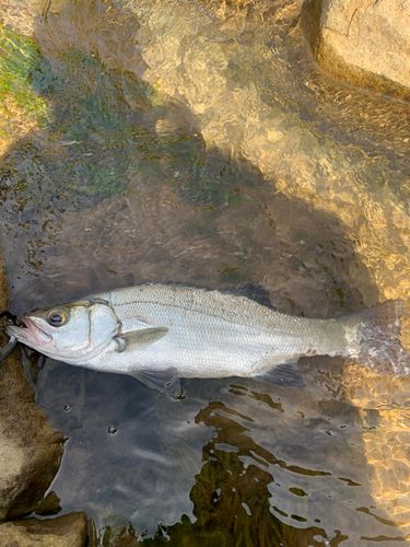 ヒラスズキの釣果