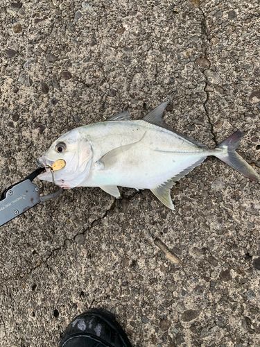メッキの釣果