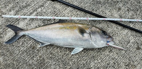 カンパチの釣果