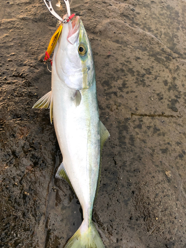 イナダの釣果