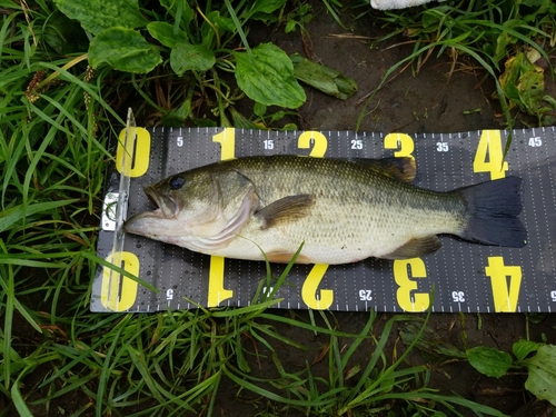 ラージマウスバスの釣果