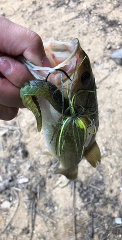 ブラックバスの釣果