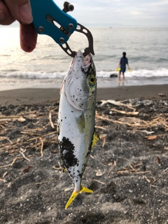 ワカナゴの釣果