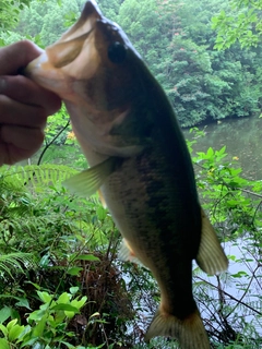 ラージマウスバスの釣果