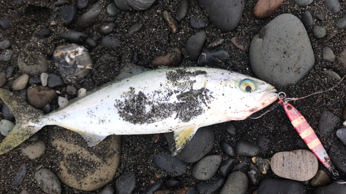 ワカシの釣果