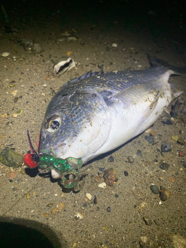 キビレの釣果