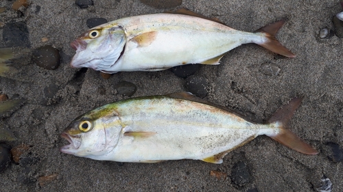 ショゴの釣果