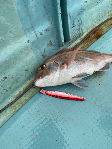 マダイの釣果