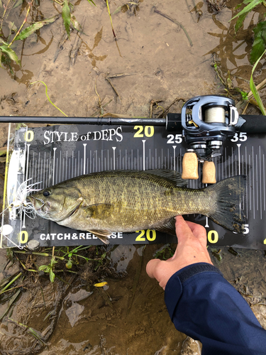 スモールマウスバスの釣果