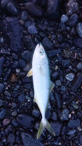 ワカシの釣果