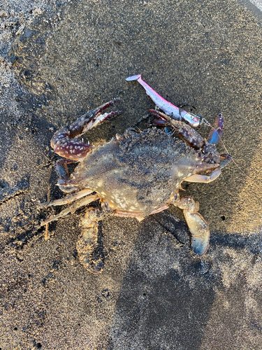 カニの釣果