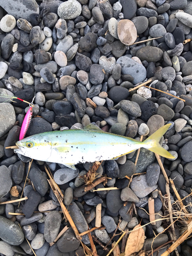 ワカシの釣果