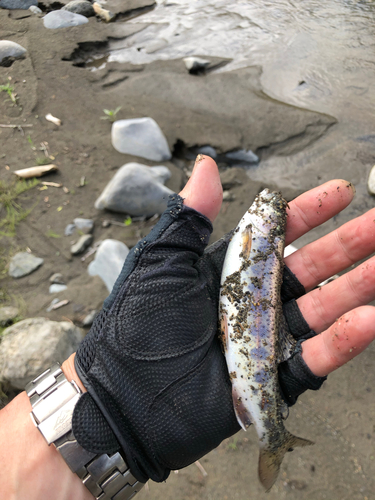 ニジマスの釣果