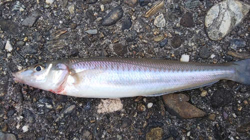 キスの釣果