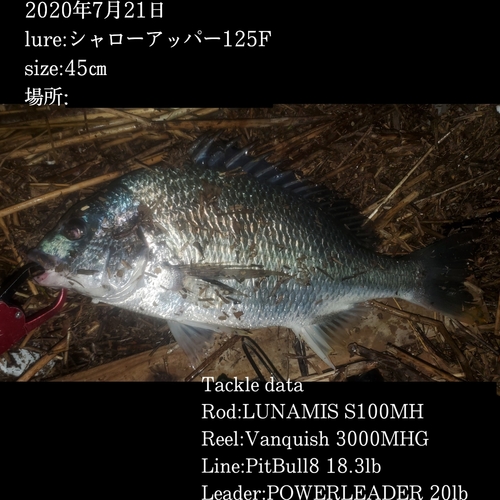 チヌの釣果