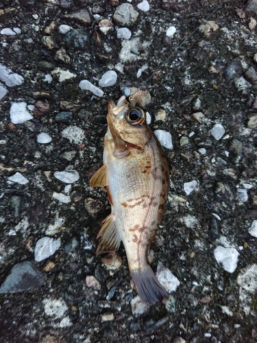 メバルの釣果