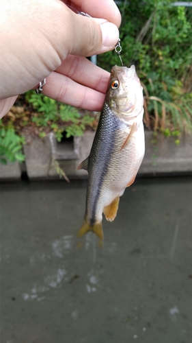 カワムツの釣果