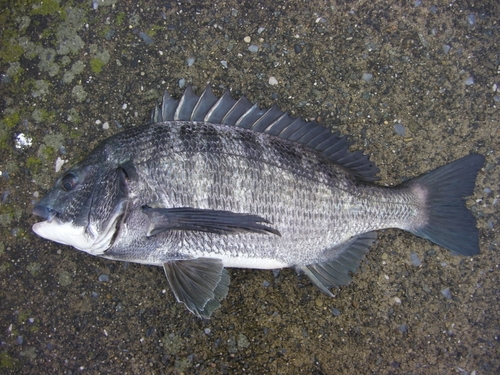 クロダイの釣果