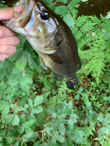 ラージマウスバスの釣果