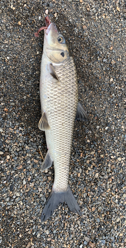 ニゴイの釣果