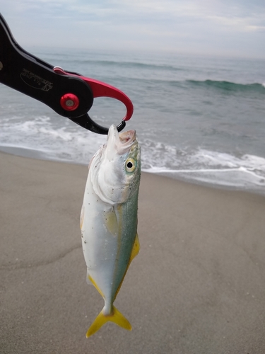 ワカシの釣果