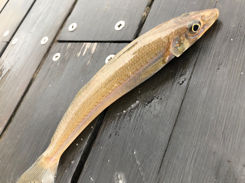 シロギスの釣果